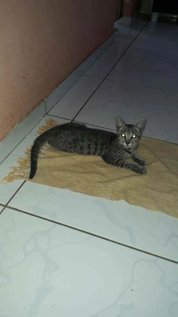 Gato ra a SRD idade 2 a 6 meses nome Juno