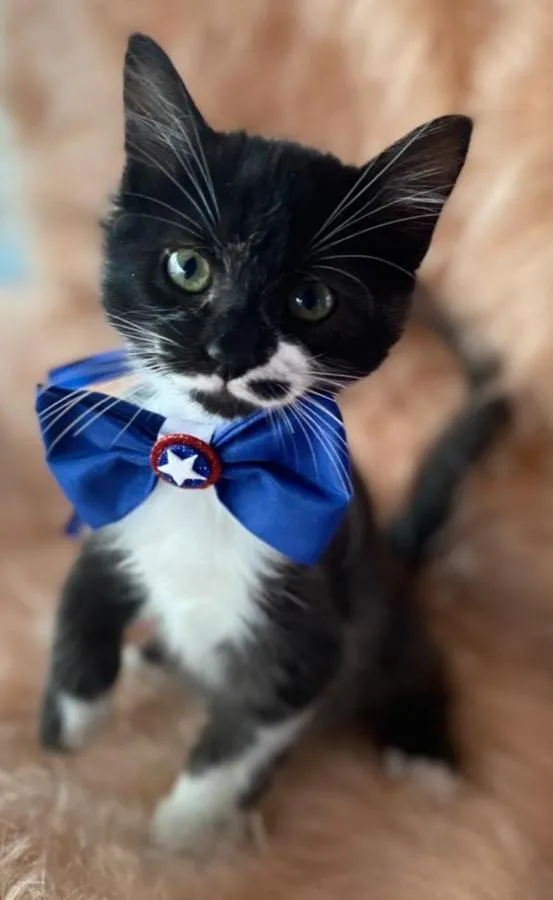 Gato ra a SRD idade 2 a 6 meses nome Claudio