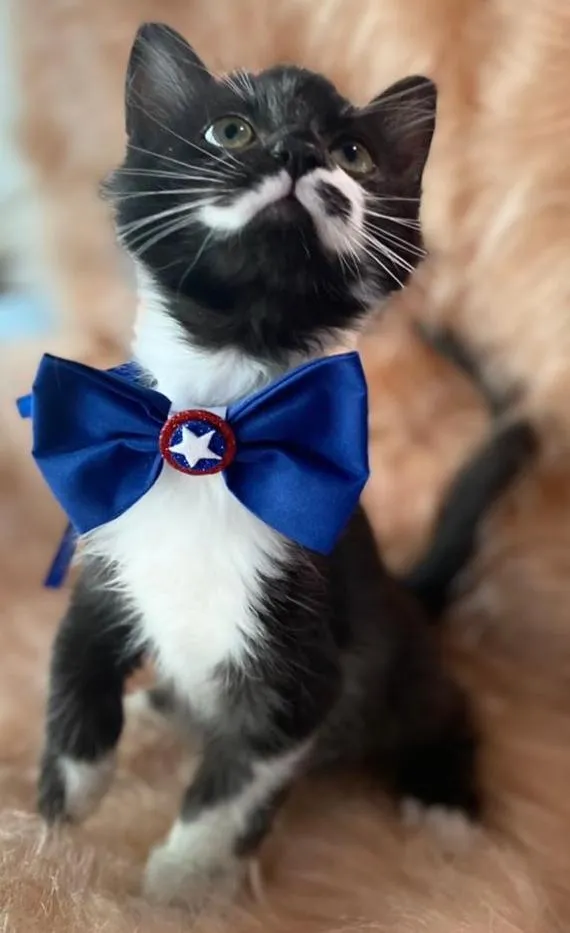 Gato ra a SRD idade 2 a 6 meses nome Claudio