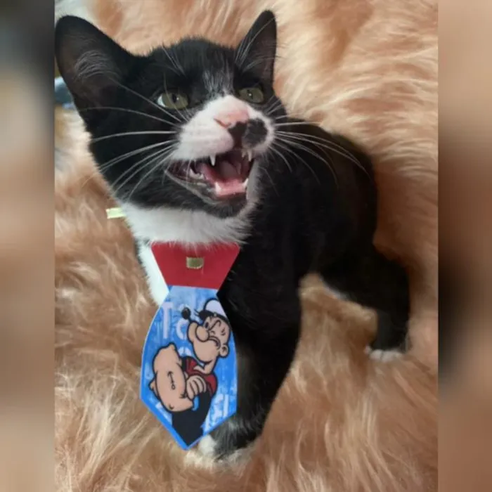 Gato ra a SRD idade 2 a 6 meses nome Peter Parker