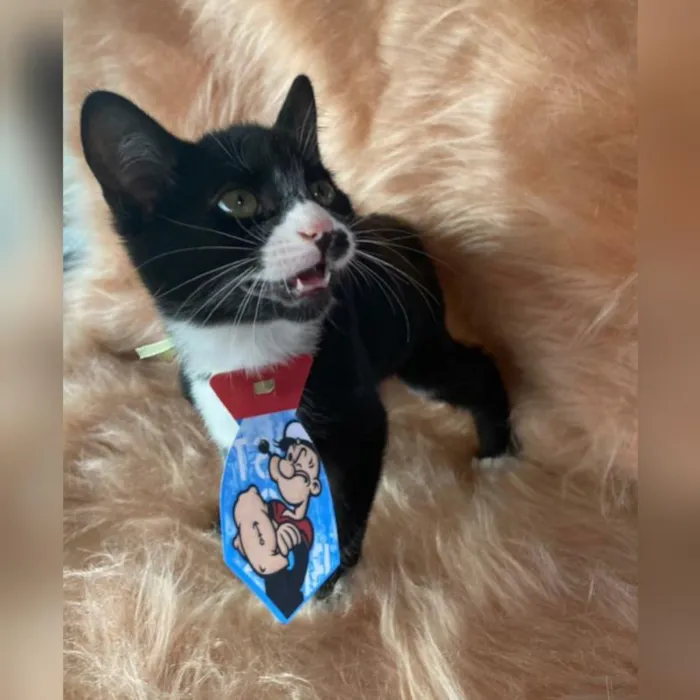Gato ra a SRD idade 2 a 6 meses nome Peter Parker