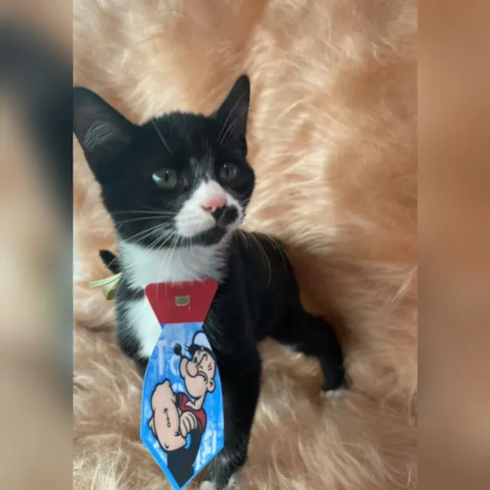 Gato ra a SRD idade 2 a 6 meses nome Peter Parker