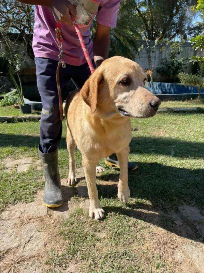 Cachorro ra a Labrador idade 5 anos nome Nemo