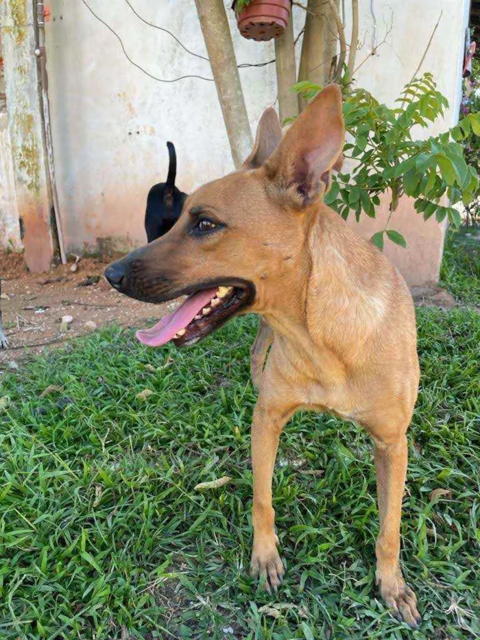 Cachorro ra a SRD idade 3 anos nome Gaya