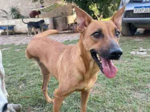 Cachorro raça SRD idade 3 anos nome Gaya