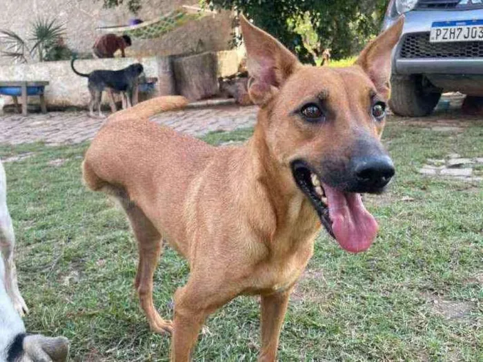 Cachorro ra a SRD idade 3 anos nome Gaya