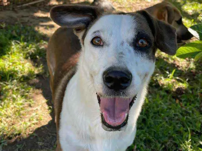 Cachorro ra a SRD idade 3 anos nome Menina
