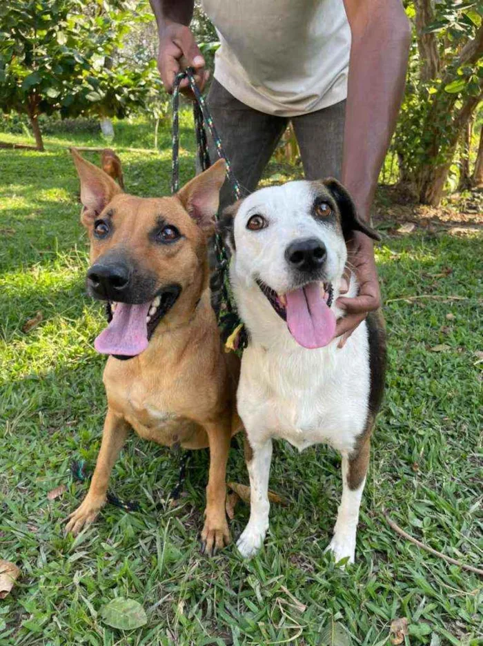 Cachorro ra a SRD idade 3 anos nome Menina
