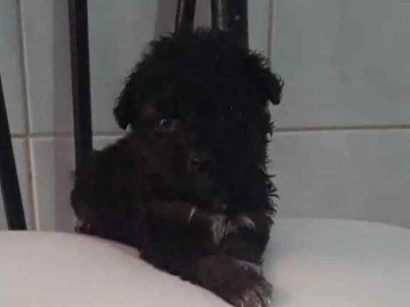 Cachorro raça Mestiço poodle idade Abaixo de 2 meses nome Noah