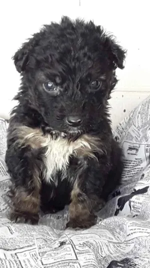Cachorro raça Mestiço poodle idade Abaixo de 2 meses nome Noah