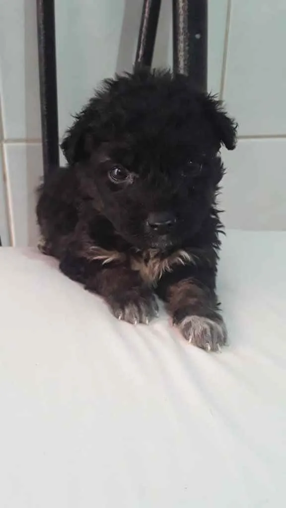 Cachorro raça Mestiço poodle idade Abaixo de 2 meses nome Noah