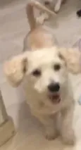 Apolo