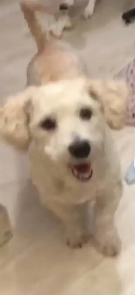 Cachorro ra a Poodle idade 2 anos nome Apolo