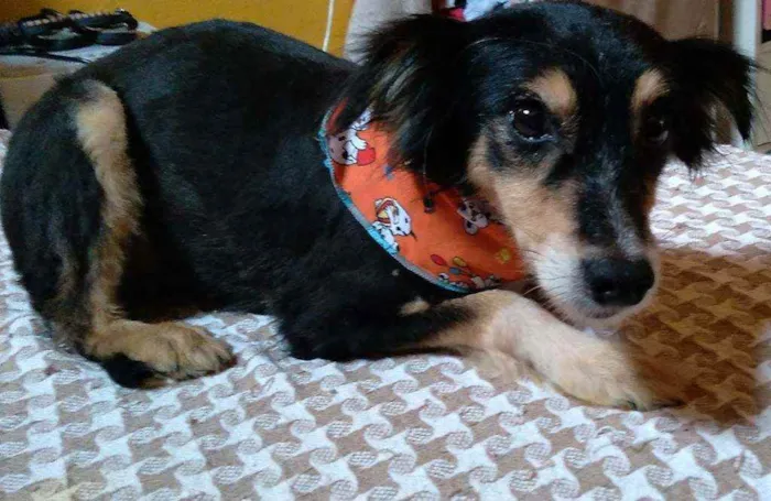 Cachorro ra a SRD idade 1 ano nome Chiquinha
