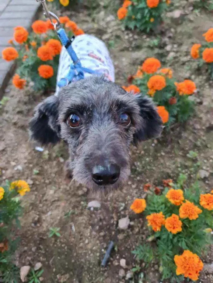 Cachorro ra a Poodle idade 3 anos nome Cândido