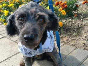 Cachorro raça Poodle idade 3 anos nome Cândido