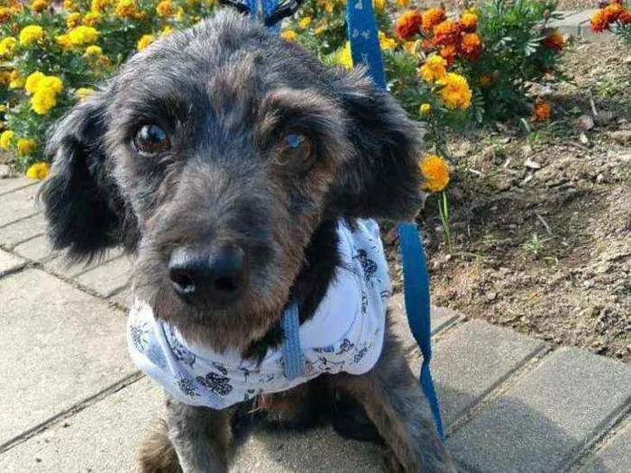 Cachorro ra a Poodle idade 3 anos nome Cândido