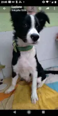 Pandinha