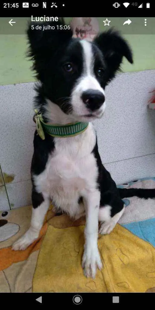 Cachorro ra a SRD idade 2 a 6 meses nome Pandinha