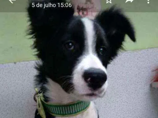 Cachorro ra a SRD idade 2 a 6 meses nome Pandinha