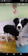 Pandinha