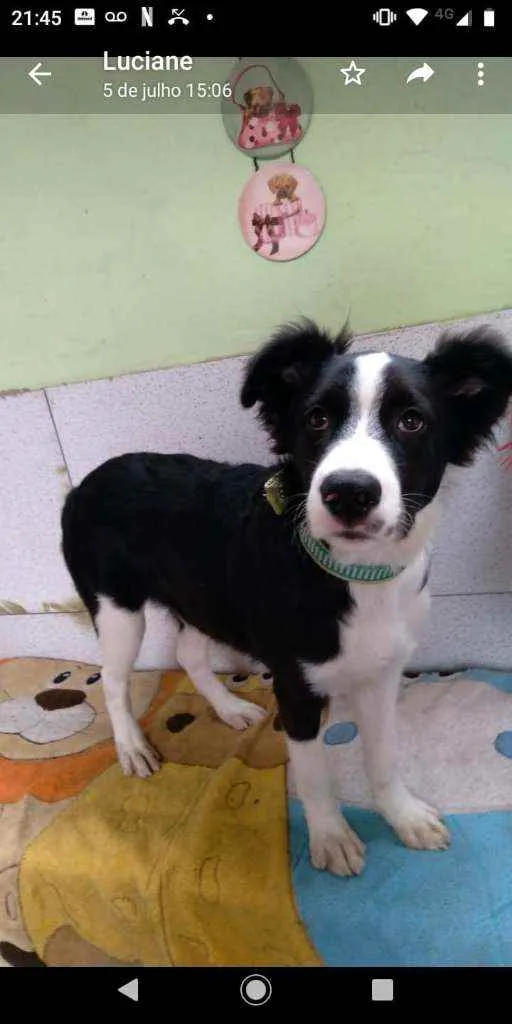 Cachorro ra a SRD idade 2 a 6 meses nome Pandinha