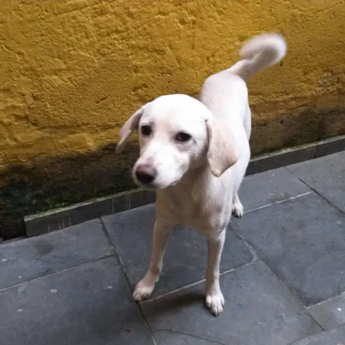 Cachorro ra a SRD-ViraLata idade 7 a 11 meses nome Maycon