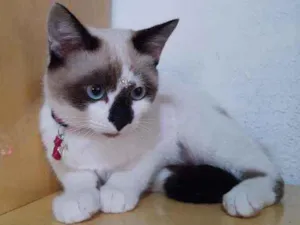 Gato raça SRD  idade 2 a 6 meses nome Sandy 
