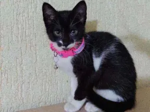 Gato raça SRD  idade Abaixo de 2 meses nome Manu