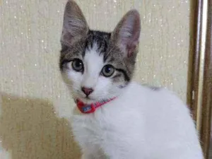 Gato raça SRD  idade Abaixo de 2 meses nome Theo 