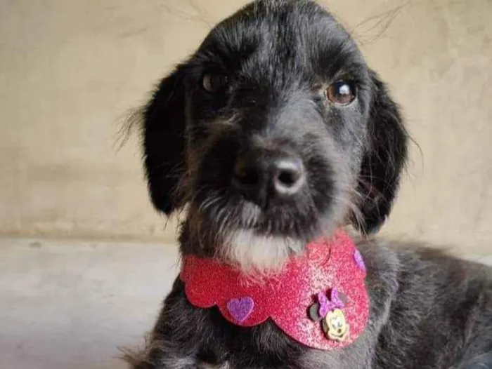 Cachorro ra a SRD idade 2 a 6 meses nome Fênix 