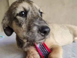 Cachorro raça SRD idade 2 a 6 meses nome Apolo