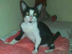 Gato raça SRD idade 2 a 6 meses nome Frajola