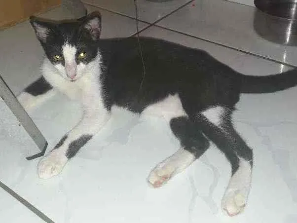 Gato ra a SRD idade 2 a 6 meses nome Frajola