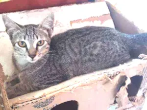 Gato raça SRD idade 2 a 6 meses nome Jaja