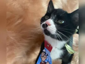 Gato raça SRD idade 2 a 6 meses nome Peter Parker
