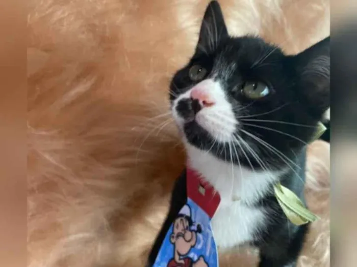 Gato ra a SRD idade 2 a 6 meses nome Peter Parker