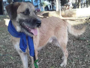 Cachorro raça SRD idade 1 ano nome Meninão