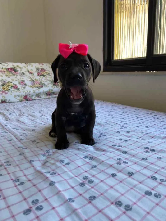 Cachorro ra a Dasch idade Abaixo de 2 meses nome Charlotte