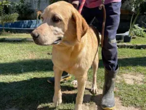 Cachorro raça Labrador idade 5 anos nome Nemo