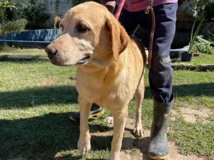 Cachorro ra a Labrador idade 5 anos nome Nemo