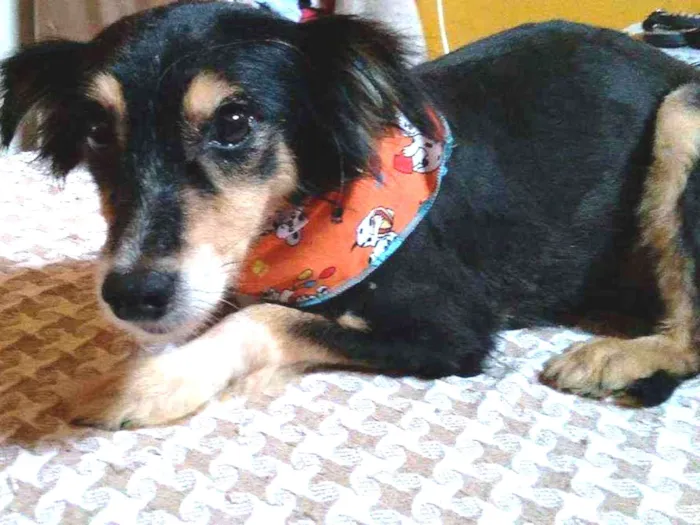 Cachorro ra a SRD idade 1 ano nome Chiquinha
