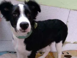 Cachorro raça SRD idade 2 a 6 meses nome Pandinha
