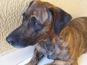 Cachorro raça Mix de salsicha idade 4 anos nome Kiara