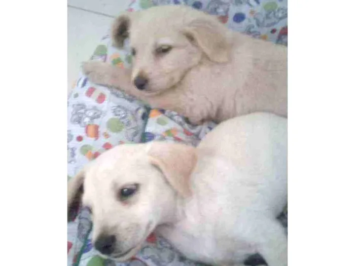 Cachorro ra a SRD  idade 2 a 6 meses nome Frida