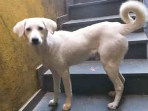 Cachorro raça SRD-ViraLata idade 7 a 11 meses nome Maycon