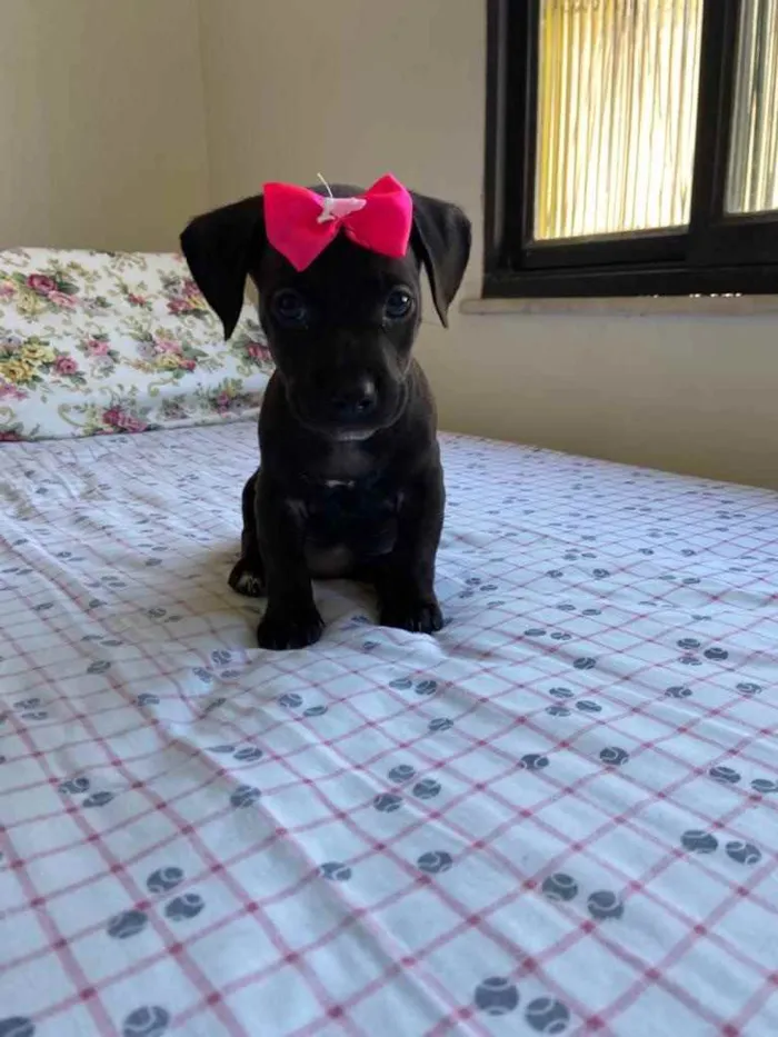 Cachorro ra a Dasch idade Abaixo de 2 meses nome Charlotte