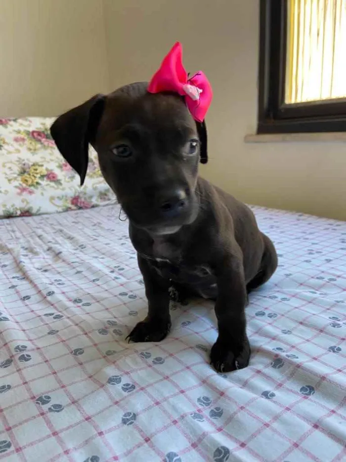 Cachorro ra a Dasch idade Abaixo de 2 meses nome Charlotte