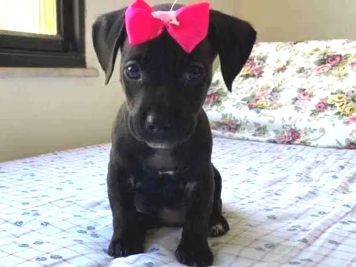 Cachorro ra a Dasch idade Abaixo de 2 meses nome Charlotte