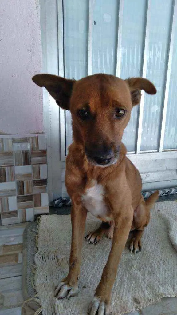 Cachorro ra a SRD idade  nome Lobinho